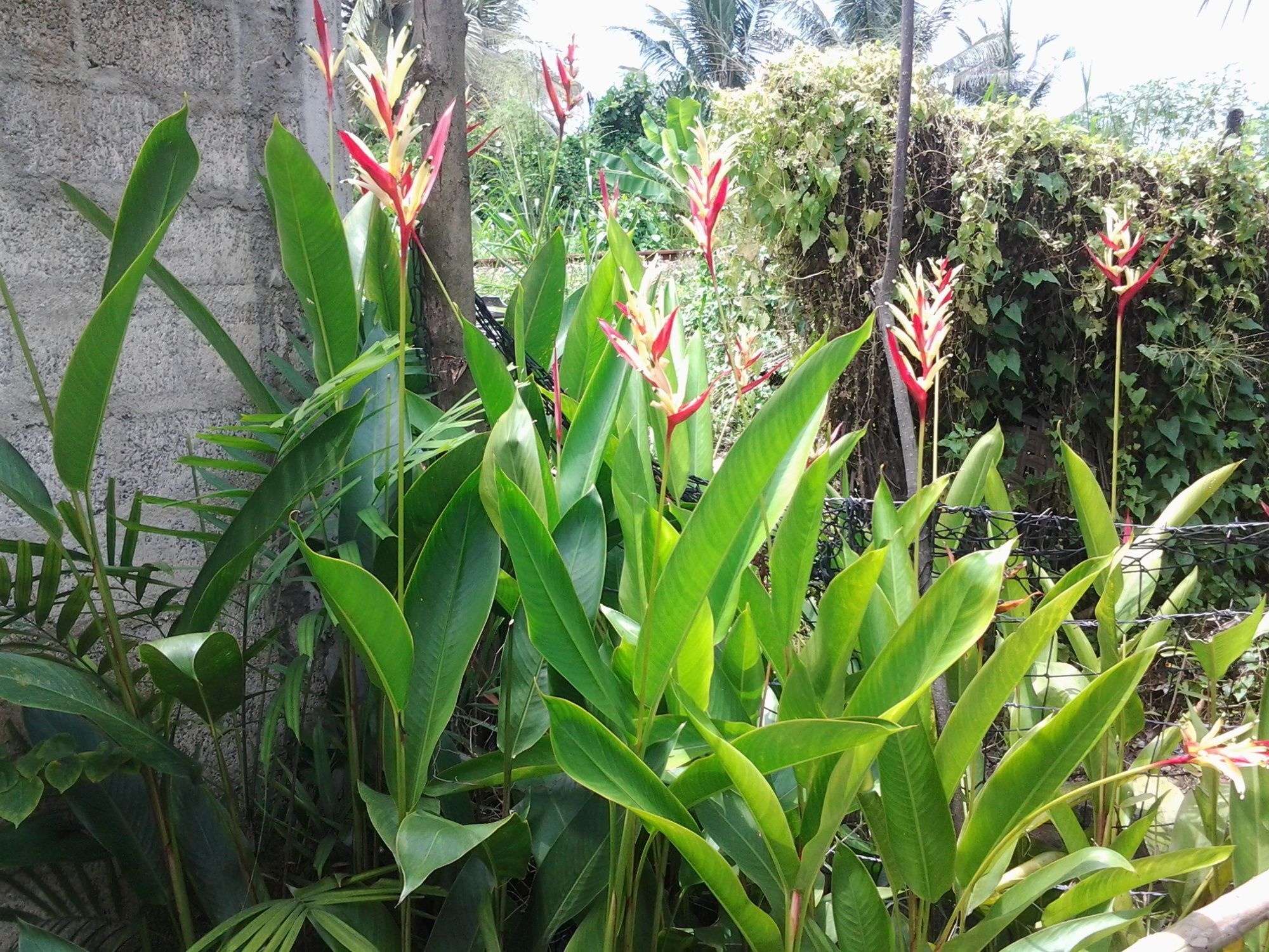 Orchid Villa #10 Hikkaduwa Zewnętrze zdjęcie